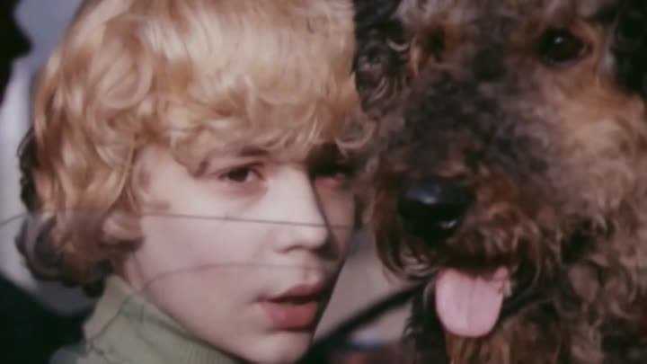 Порода собаки из фильма «электроник»: кто такая рэсси