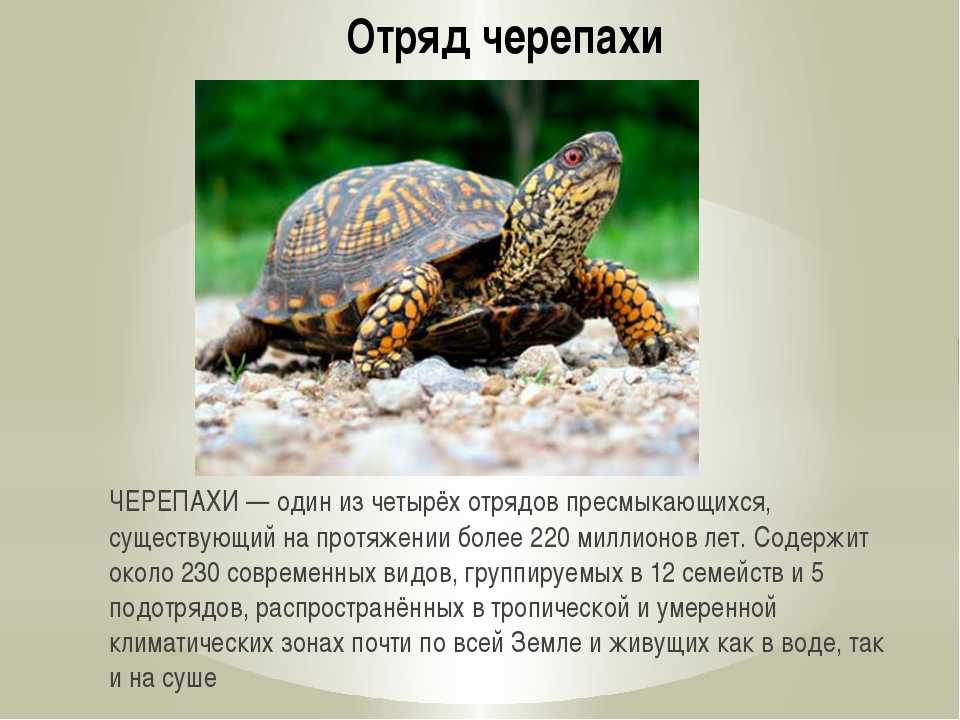 Черепахи 8 класс биология
