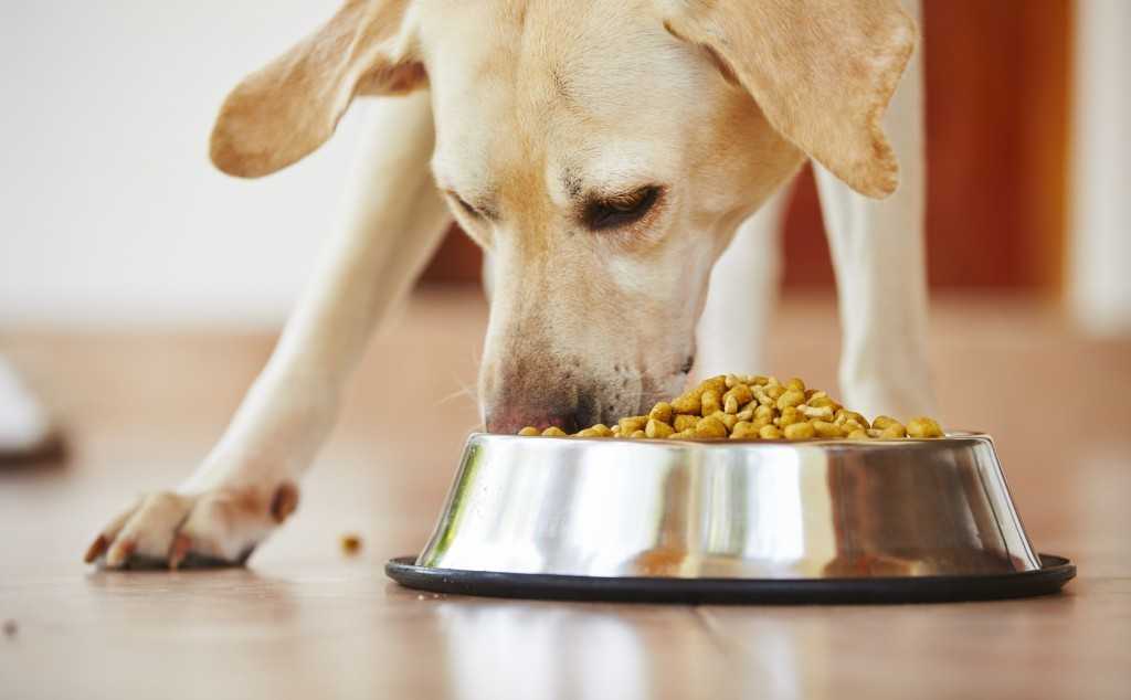 Меню для собаки. статья профессора митина о натуральном кормлении