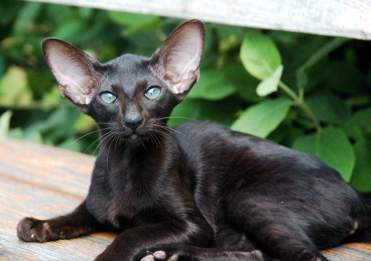 Рассмотрите фотографии кошки породы ориентальная. Сиамская Ориентальная короткошерстная. Ориентал кошка. Кот породы Ориентал. Черный кот породы Ориентал.