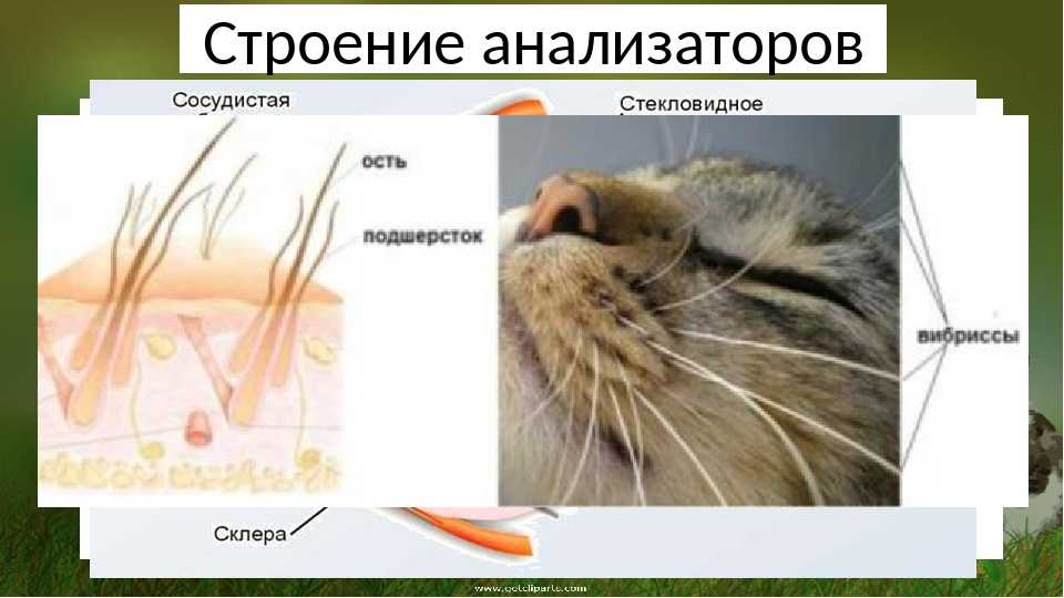 Как называется волосяной покров животных