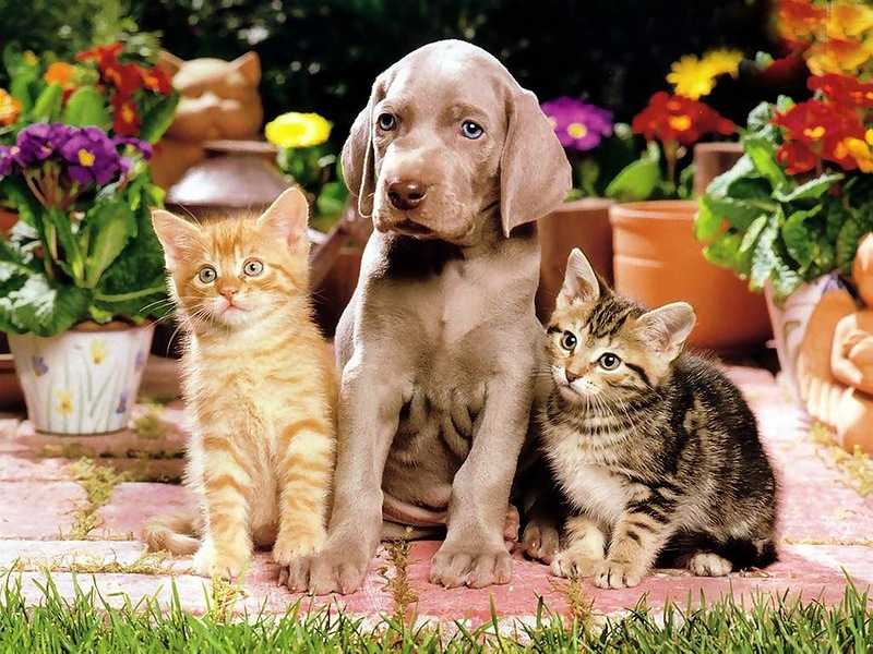 Какие собаки хорошо ладят с кошками: 15 пород с кратким описанием, фото и рекомендациями для жизни с кошкой