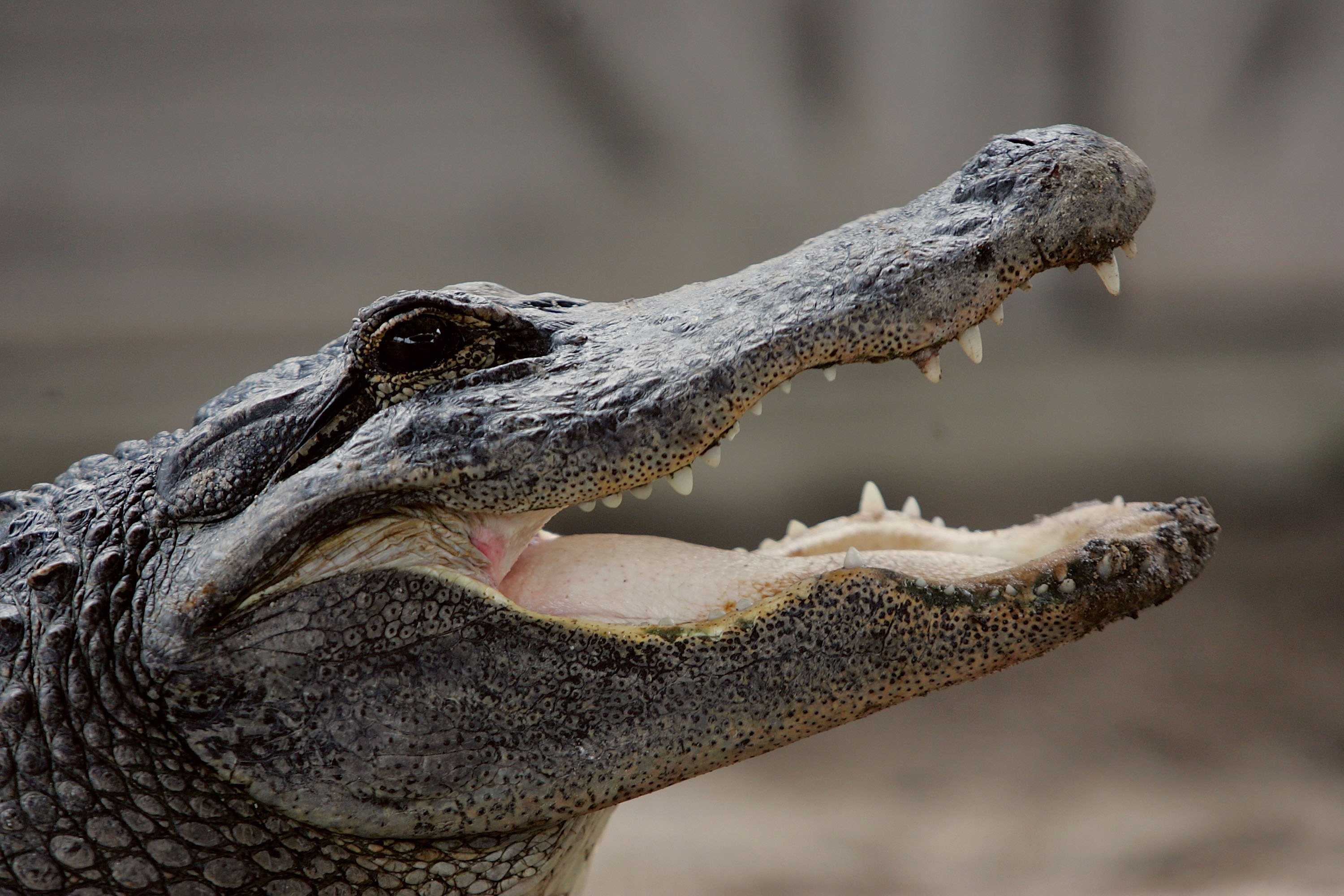 Отличие кожи аллигатора от кожи крокодила или кожи каймана и как отличить крокодиловую кожу от подделки