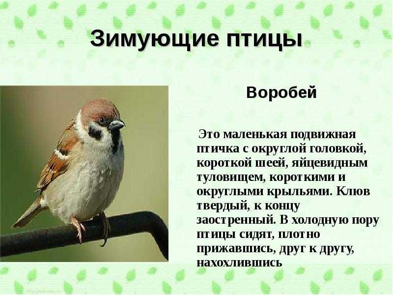 Иван тургенев - воробей (стихотворение в прозе): читать стих, текст стихотворения полностью - классика на рустих
