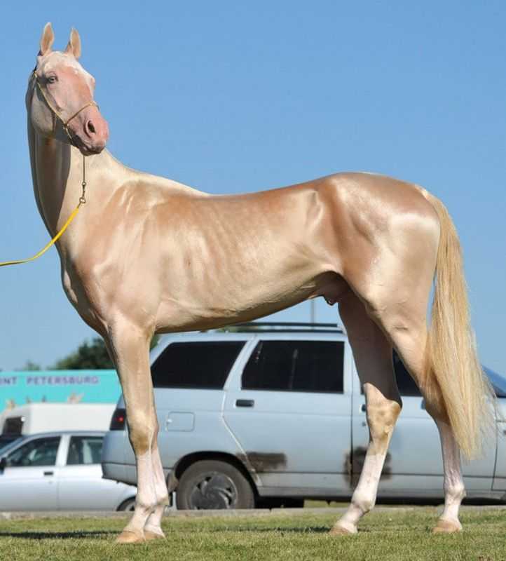 Самые большие лошади в мире: фото, высокие и крупные породы