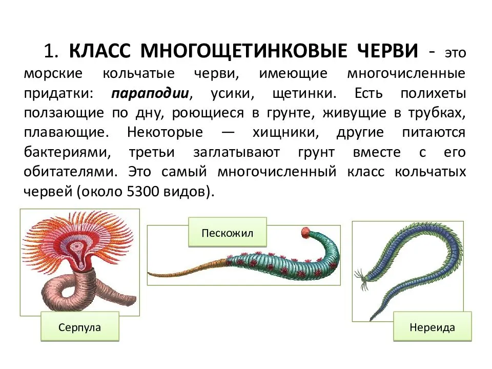 Класс головоногие моллюски: строение, представители, размножение