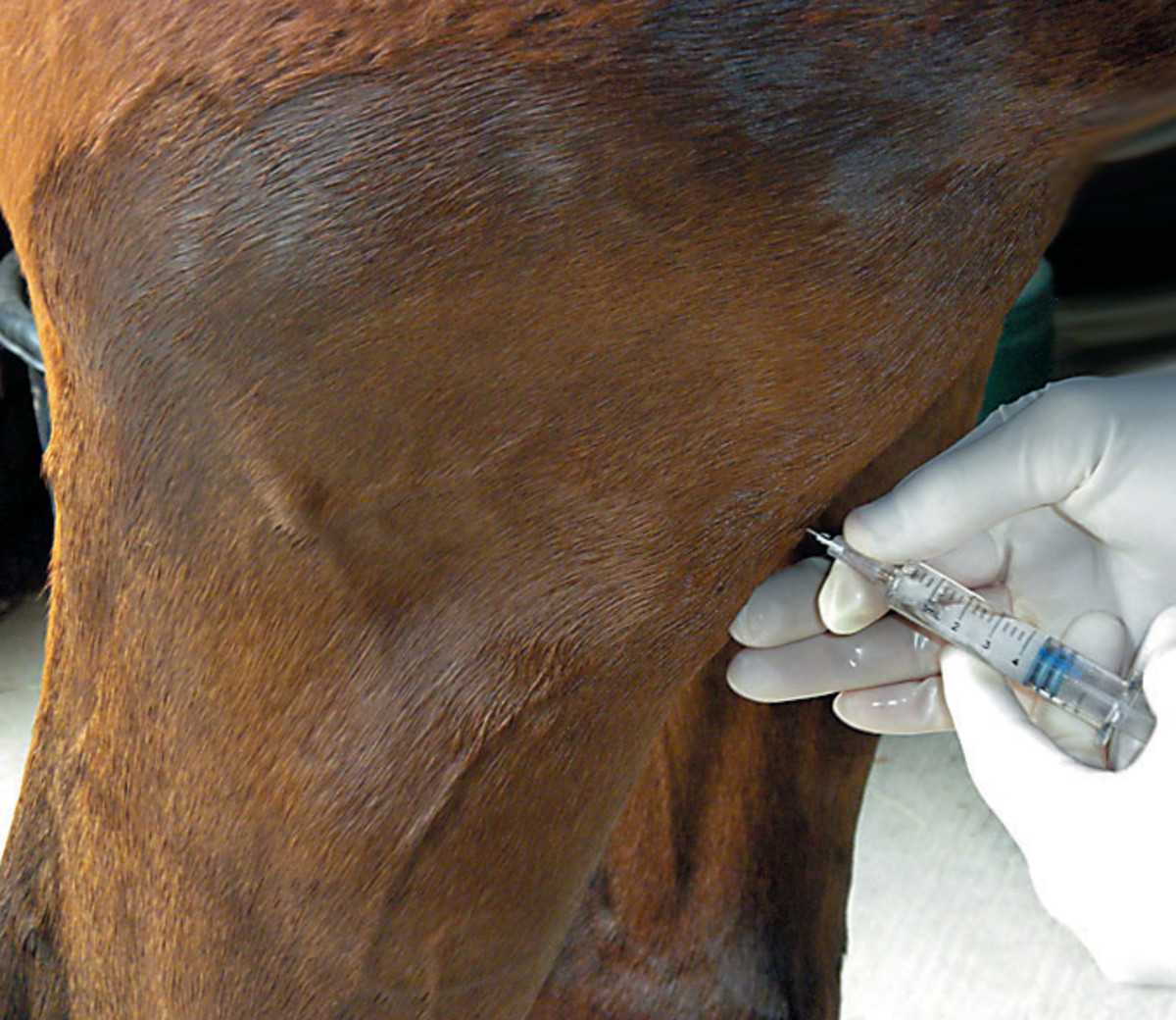 Самые распространенные болезни суставов у лошадей - noltrex в ветеринарии.