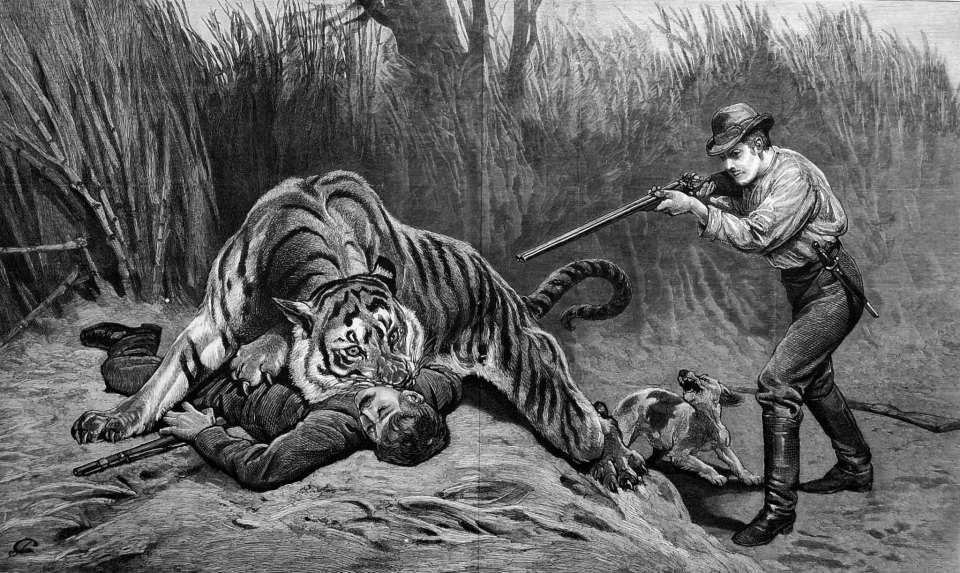 Имя огромного людоеда. Чампаватская тигрица людоед. Джим Корбетт Чампаватская тигрица.