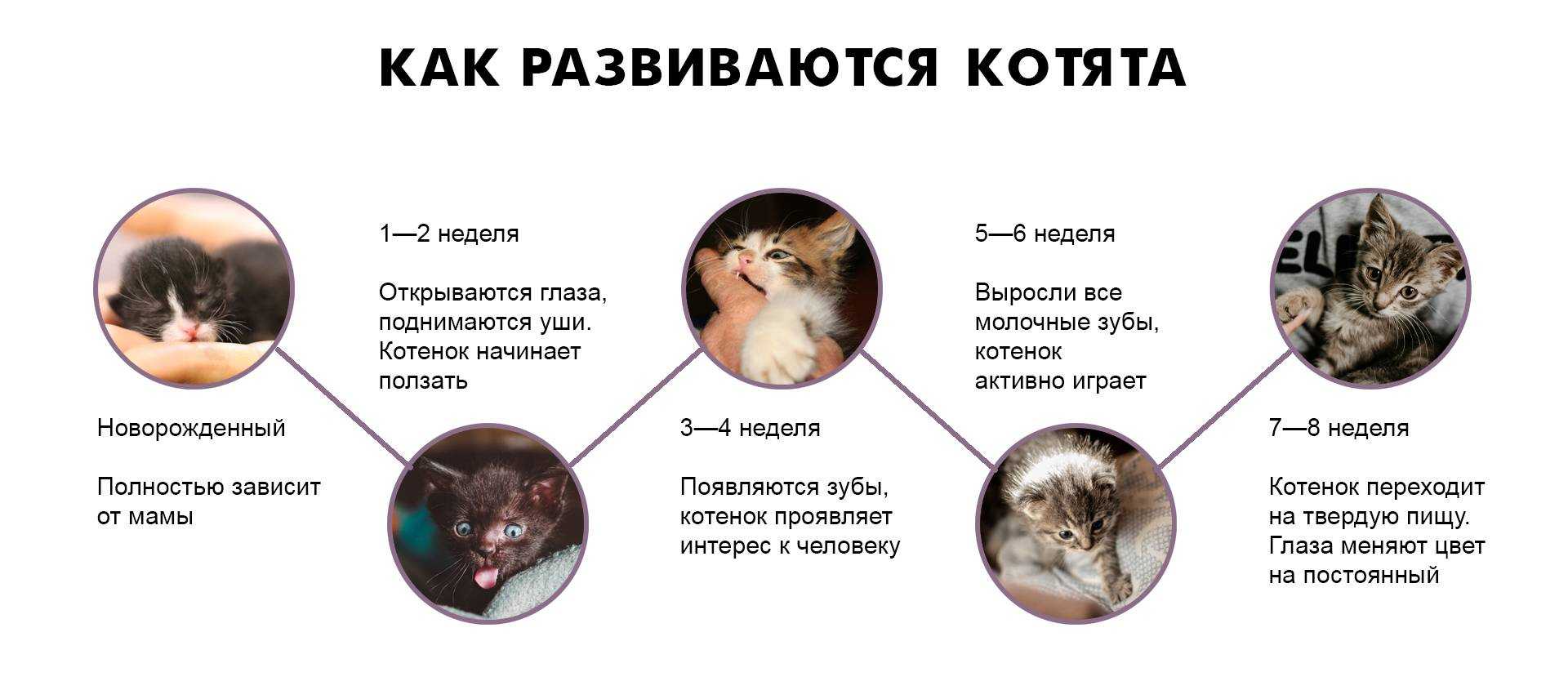Сколько максимум котят может родить кошка - oozoo.ru