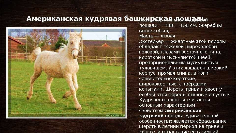 Лошади-тяжеловозы как символ мощи и стати и обзор их лучших пород