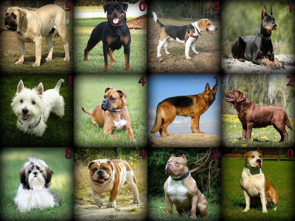 Разные породы собак с названиями и фото