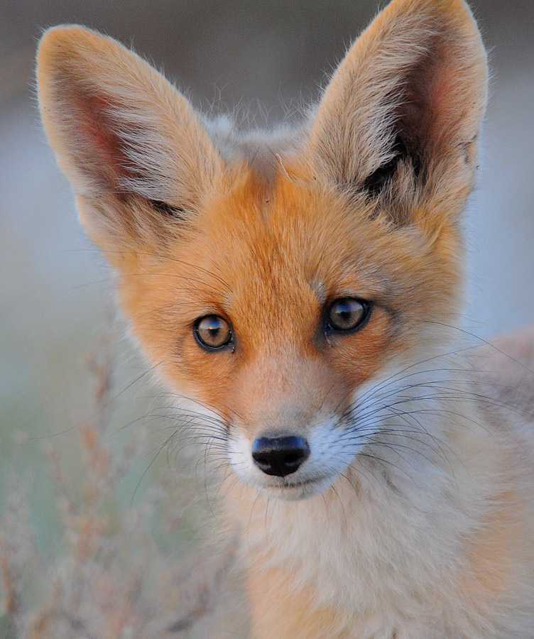 Fox цвет. Бакурианская лиса. Лисица крестовка бургунди. Глаза лисы. Редкие лисы.