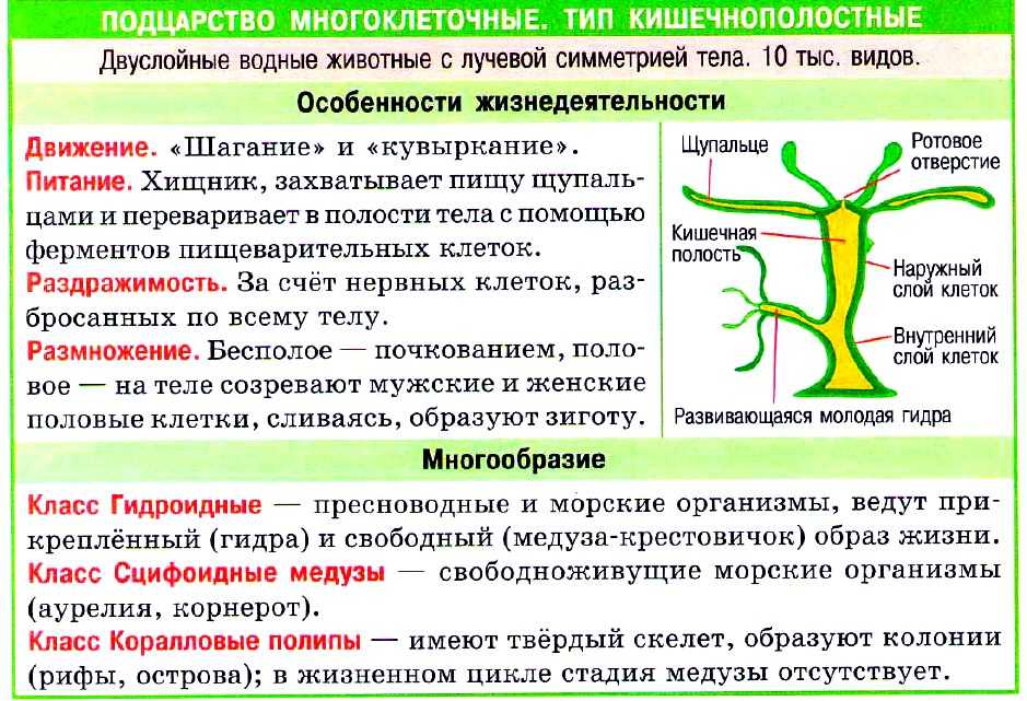 Общий план строения кишечнополостных