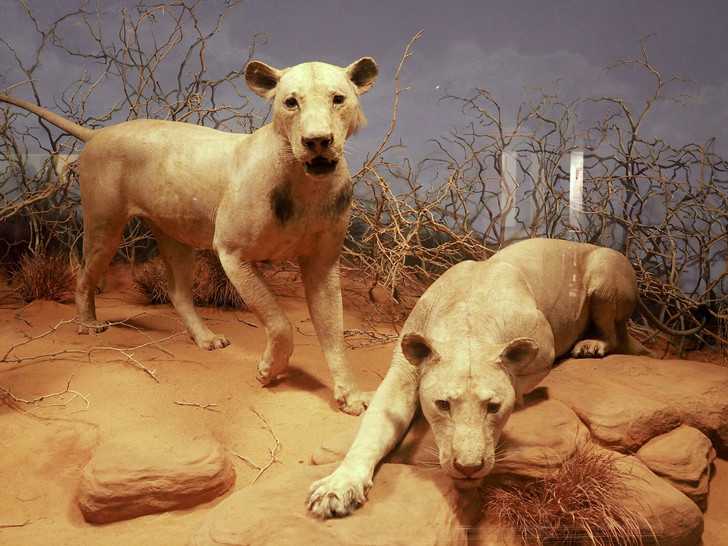 Львы людоеды в музее чикаго