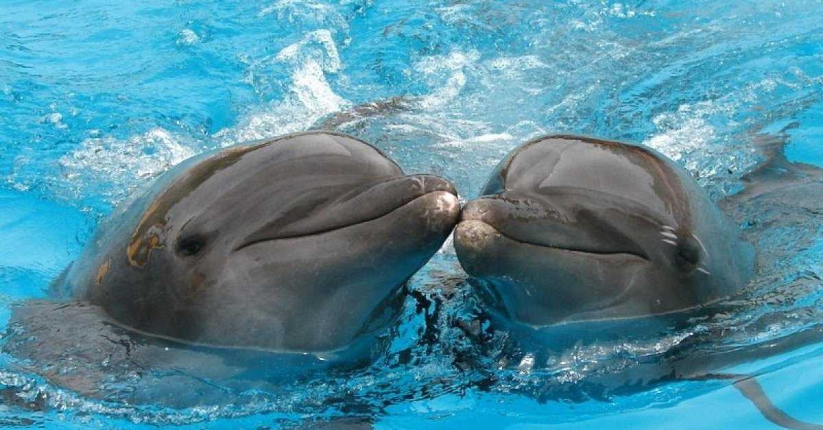 Как спят дельфины с открытыми глазами. как дельфины спят: фото и интересные факты