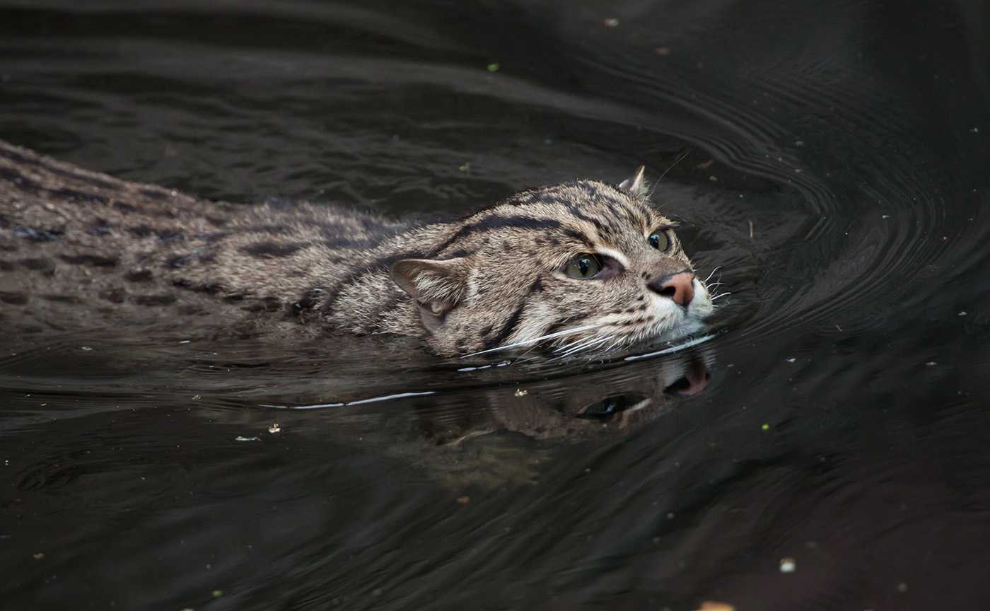ᐉ кот рыболов (вивверовый): описание и образ жизни, характер и повадки кошки, возможность содержания дома - kcc-zoo.ru