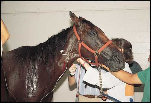 Инфекционная анемия лошадей: причины, симптомы и лечение, профилактика