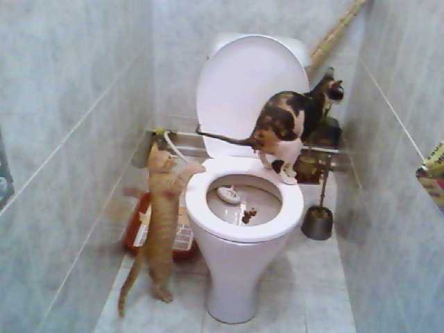 4 дня не могу сходить в туалет. Кот на унитазе. Котик в туалете. Кот какает.