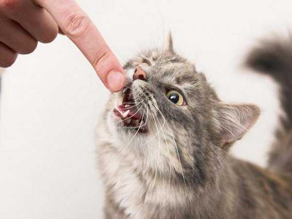 Как отучить кота кусаться и царапаться [пошаговая инструкция]