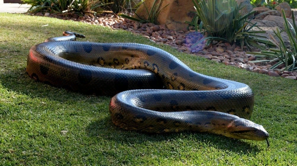 Самые красивые змеи в мире: описание, фото, картинки