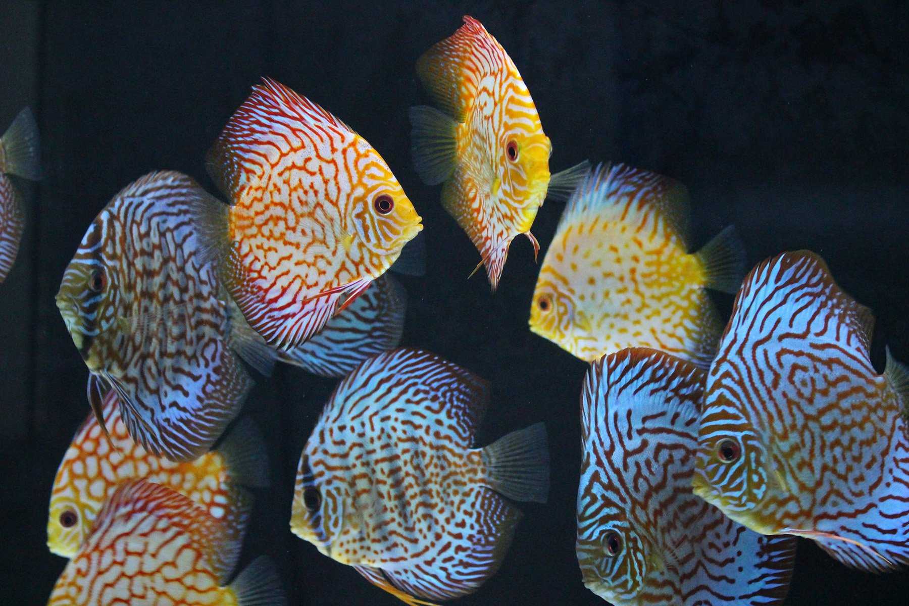 Виды аквариумных рыбок: 150 фото самых популярных и уникальных обитателей аквариумов