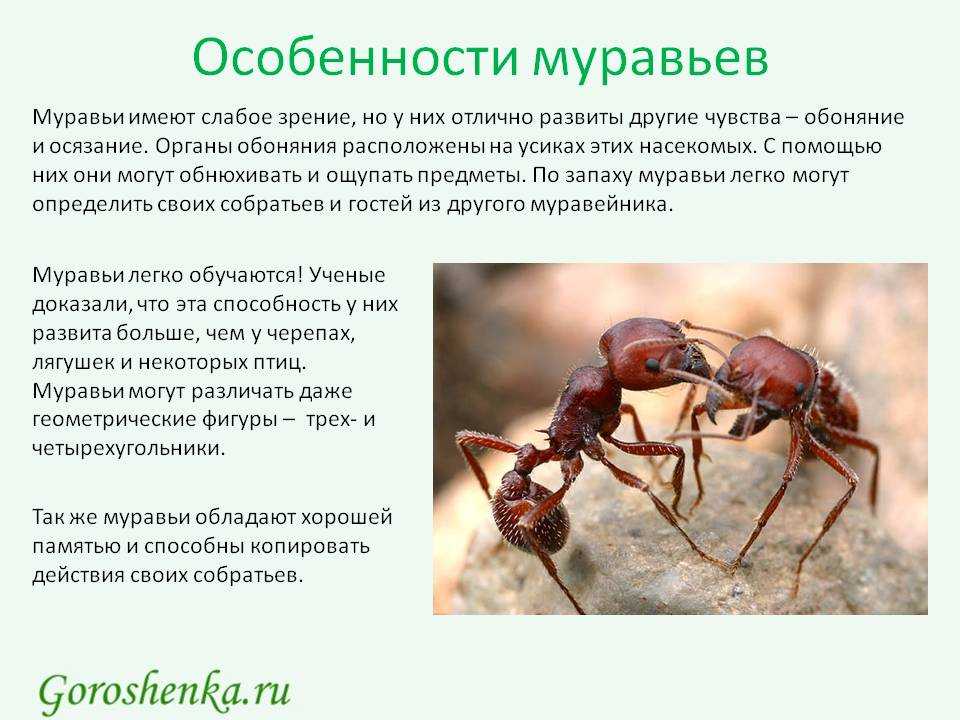 Какой тип развития характерен для муравья