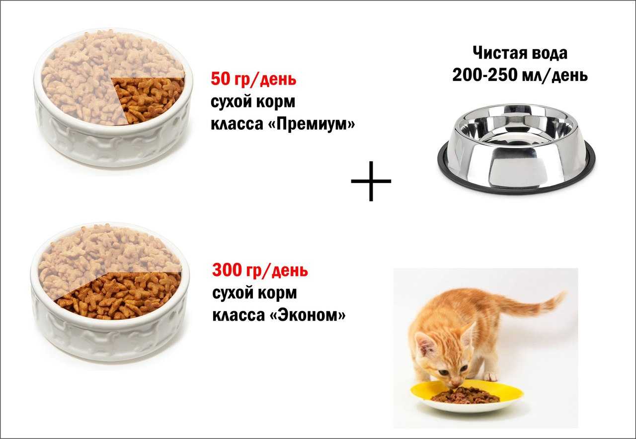 Всё о сухом корме для кошек: виды корма, достоинства и недостатки,  и способы кормления.