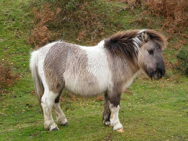 Английская чистокровная верховая лошадь: описание породы и фото