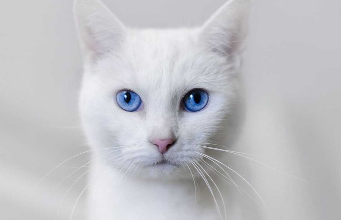 Белая кошка с голубыми глазами:все породы и много фото