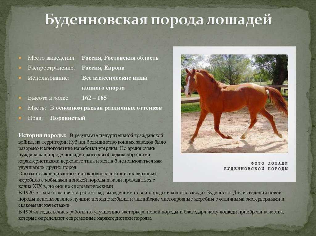 Горские породы лошадей: описание | конный портал