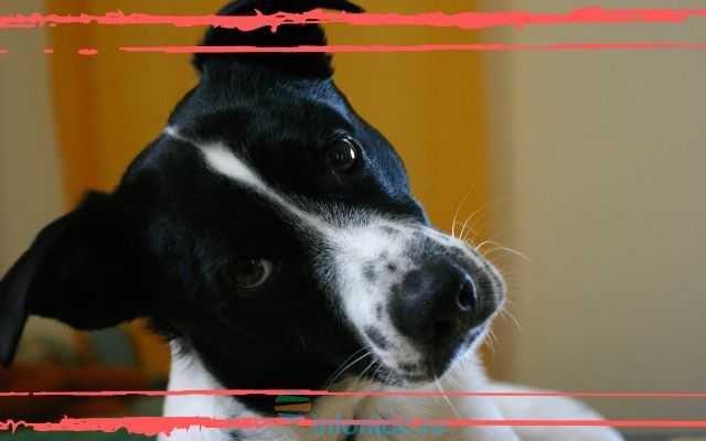 21 невероятная история о том, как собаки спасли людей своим героизмом. ридус