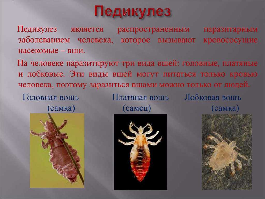 Pediculus humanus humanus: описание паразита, жизненный цикл и пути заражения