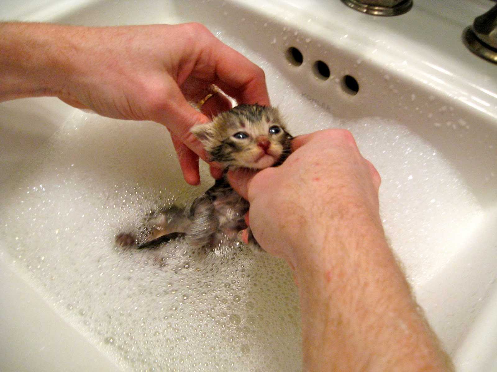 Как купать котенка: как часто, какими средствами [инструкция с видео]
