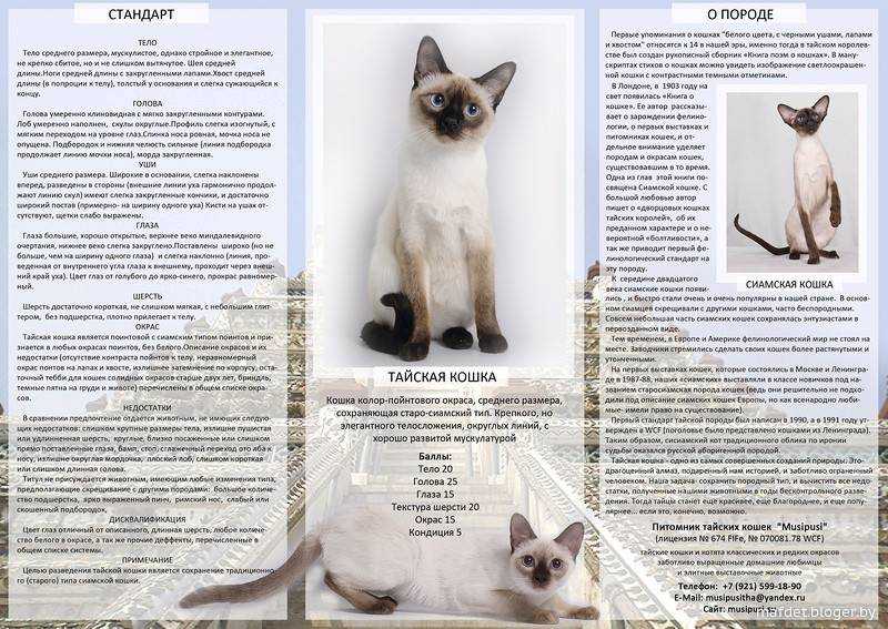 Сомалийская кошка — главные достоинства этого вида кошек, темперамент и особенности характера в обзоре!