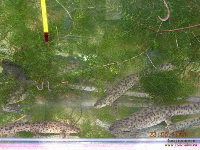 Карликовые аквариумные лягушки: содержание и уход