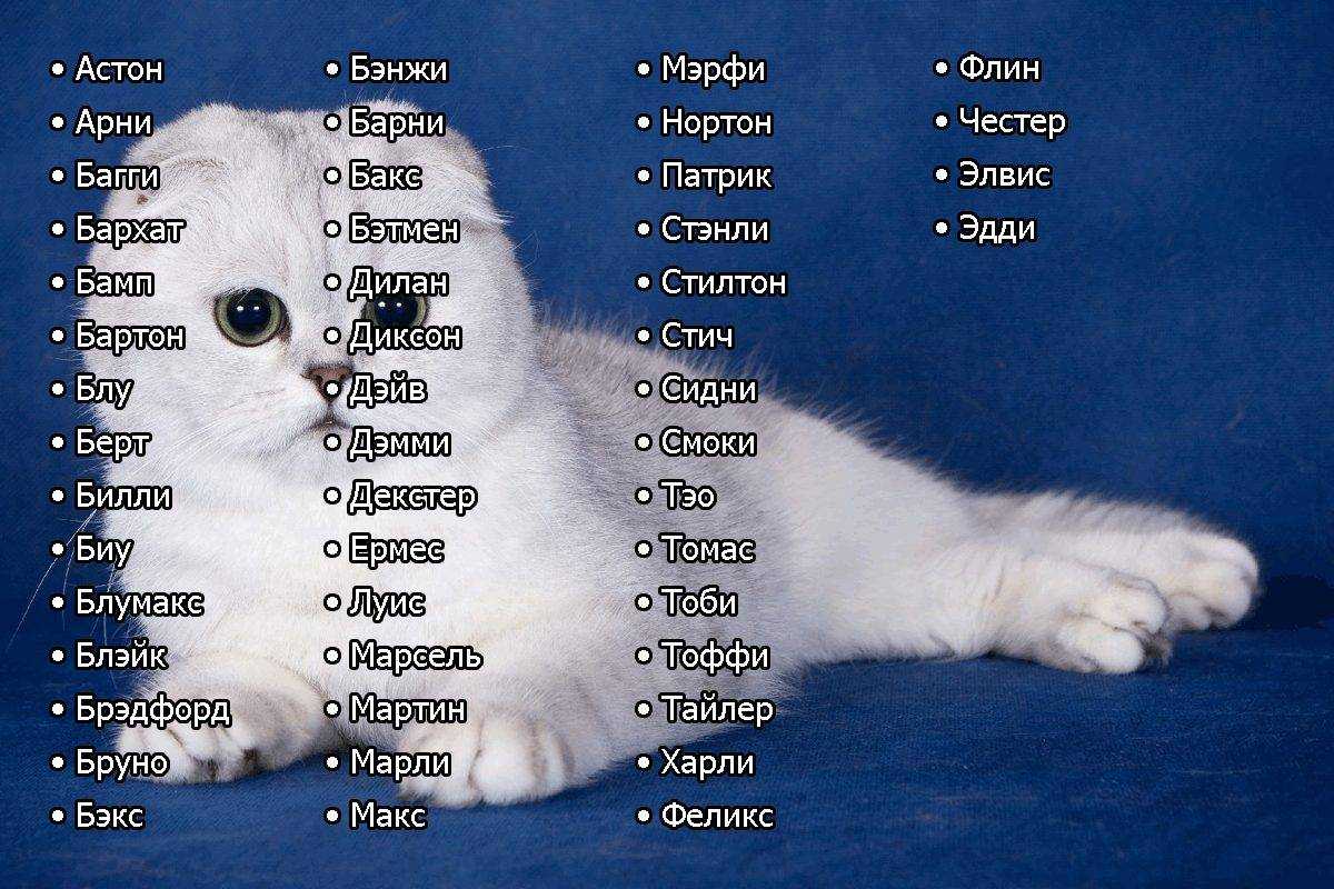 Английские клички | имена кошек с переводом | тайна имени