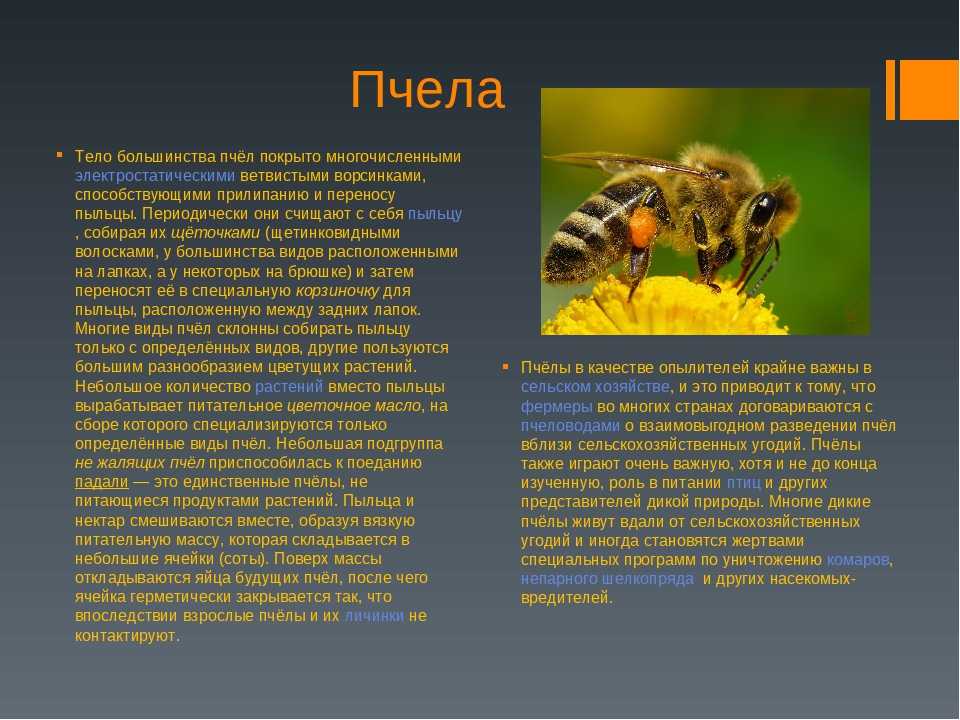 Информация о пчелах 2 класс окружающий. Сообщение о пчелах. Доклад о пчелах. Пчела описание. Маленькая информация о пчеле.