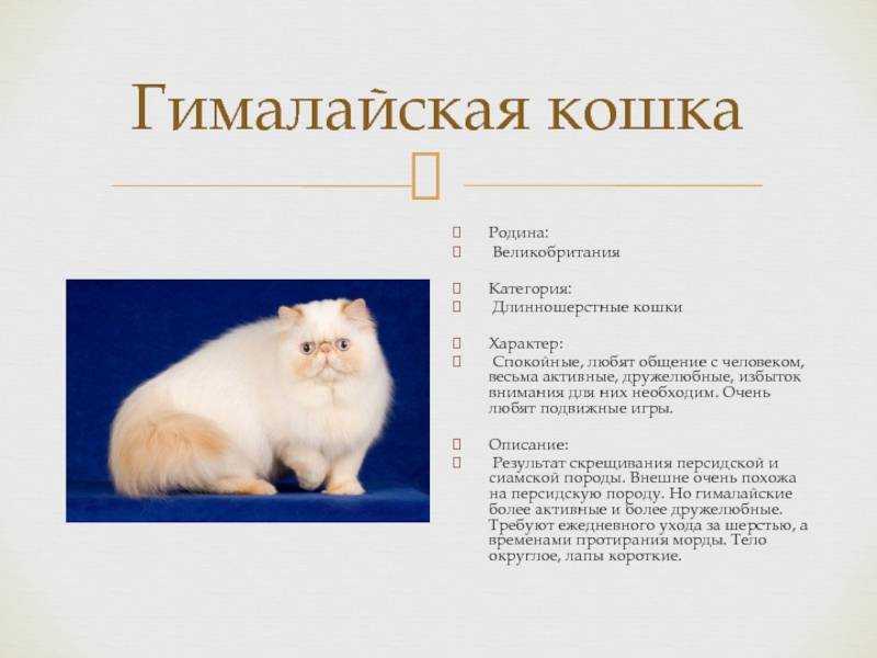 Сибирская голубая кошка: описание породы, здоровье, уход, покупка
