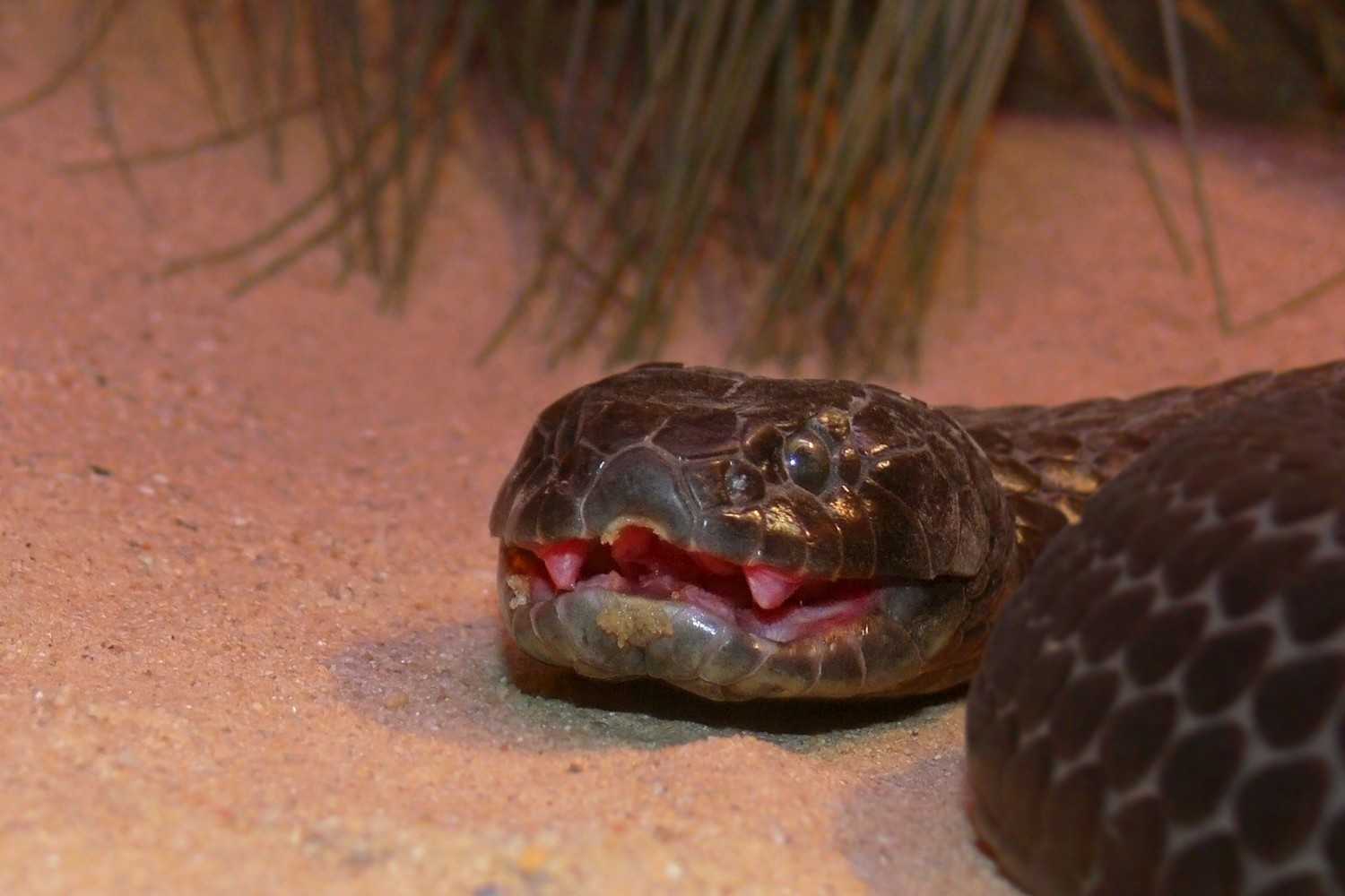 Морские змеи, опасность для человека, симптомы после укуса, виды укусов и места обитания морских змей.