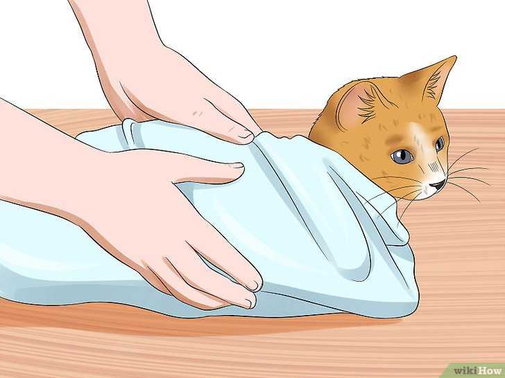 Как поставить клизму кошке: процедура от а до я в домашних условиях