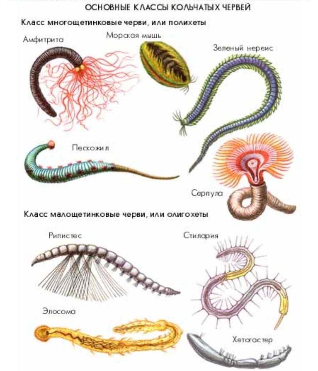 Кольчатые паразитические черви: описание, таблица видов