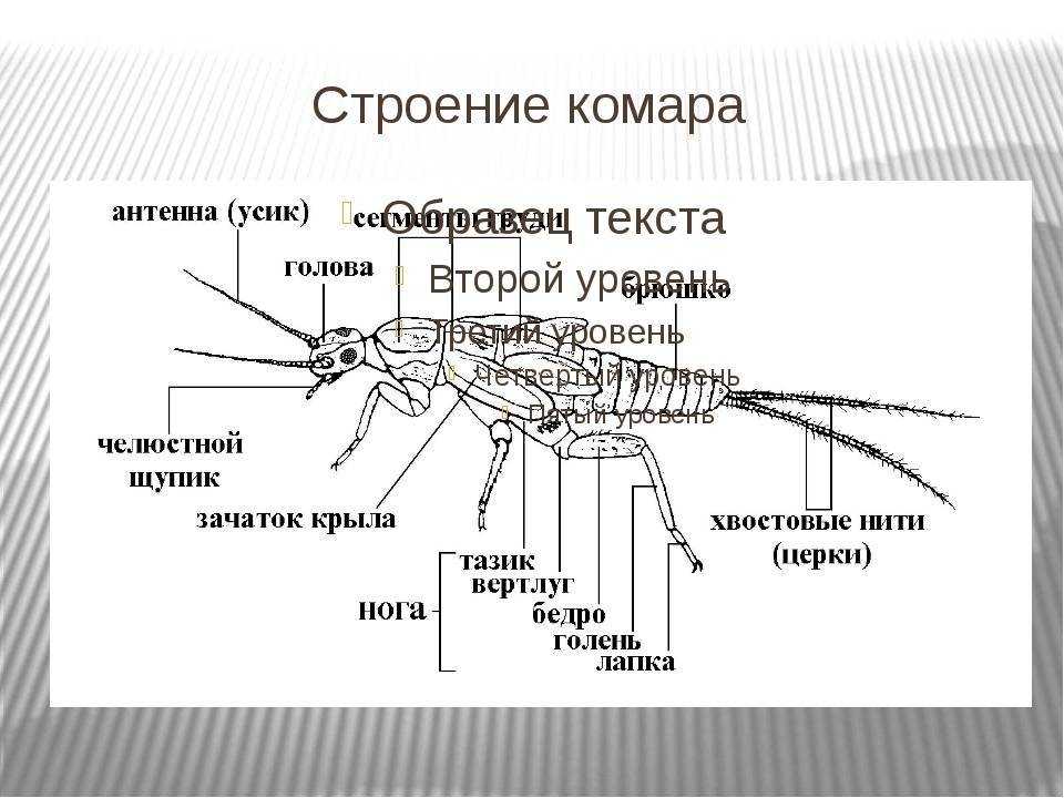 Комар обыкновенный - насекомое, распространённое в умеренных и тропических регионах по всему миру Самки комаров питаются соками растений и кровью человека и животных, в то время как самцы питаются исключительно растительной пищей Места обитания личинок об