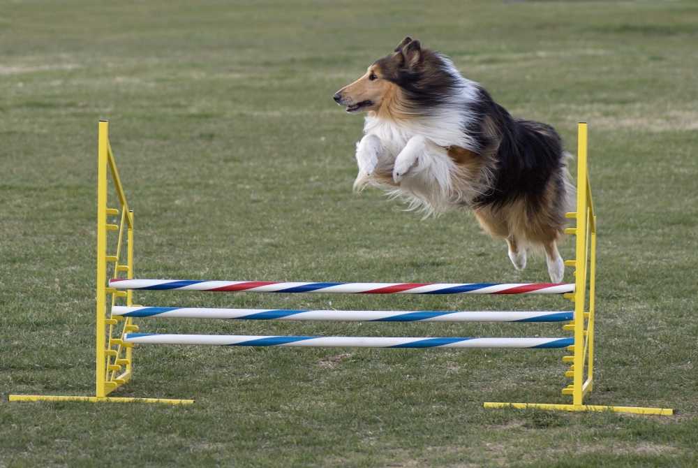 Спорт с собакой - укрепи отношения с питомцем