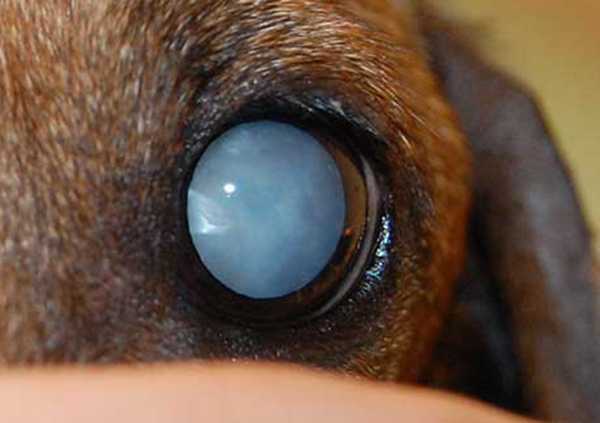 Слепа ли собака — как узнать и как помочь слепой собаке