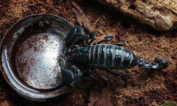 Скорпион животное. образ жизни и среда обитания скорпиона | животный мир