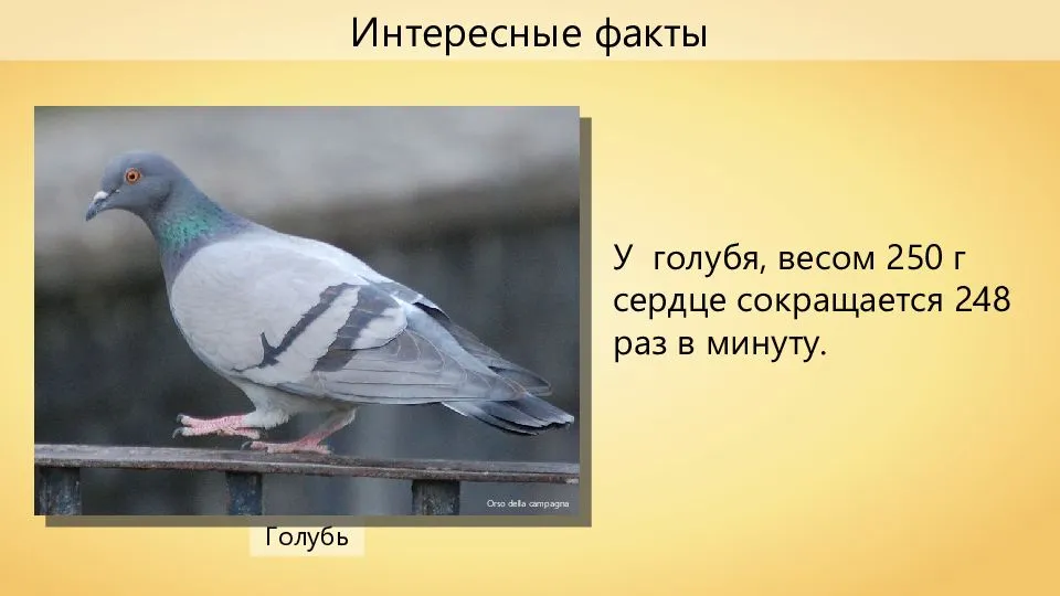 Колумба ливия описание таксономия и этимология и распространение и среда обитания