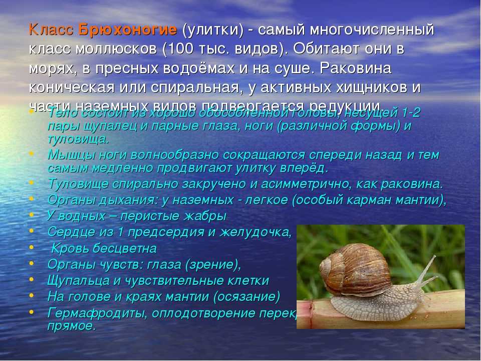 Виды улиток, их роль в экосистеме и жизни человека | givotinki.ru