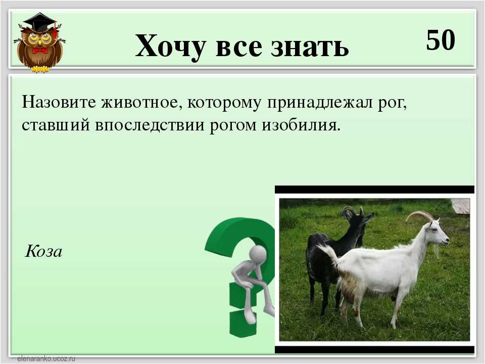 Как можно назвать козу — критерии выбора клички, как назвать козлёнка мальчика и девочку, список лучших имён по алфавиту