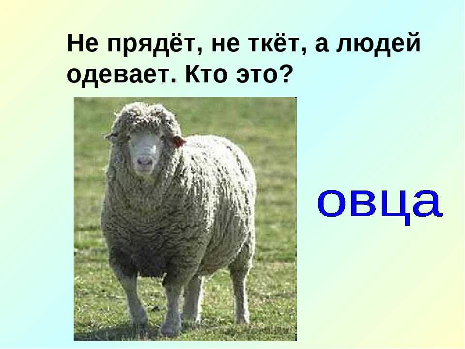 Барашек или барашик как пишется правильно. Загадка про овцу. Не прядет не ткет а людей одевает. Загадка про барана. Загадка про овечку.