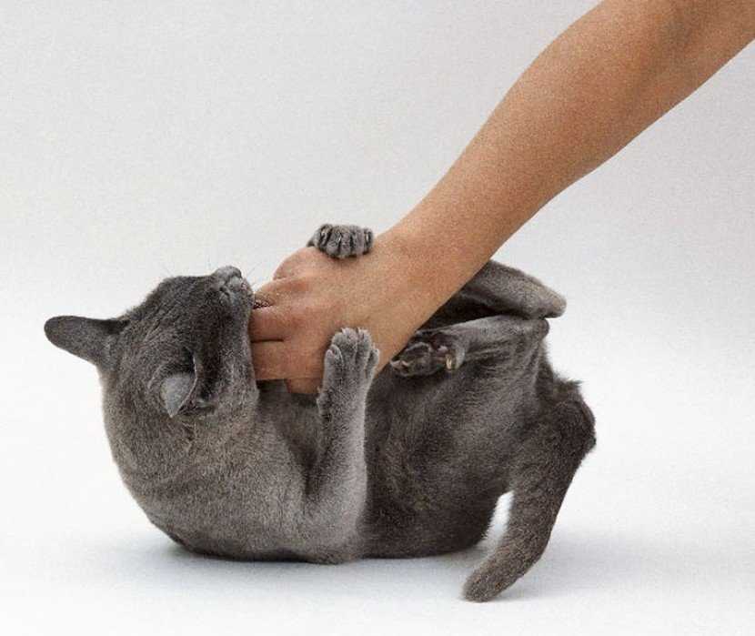 Как отучить кошку царапаться и кусаться